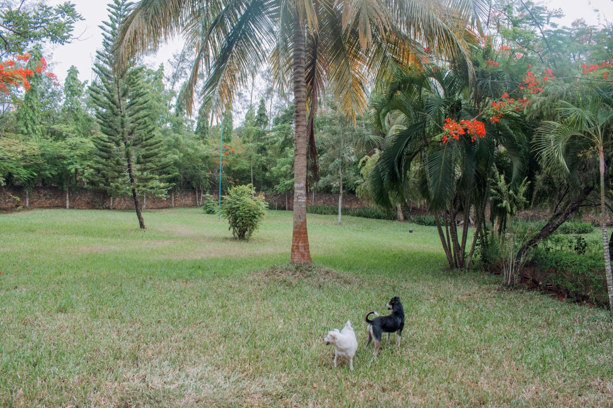 Kijani Cottages In Diani Diani Beach Exteriör bild